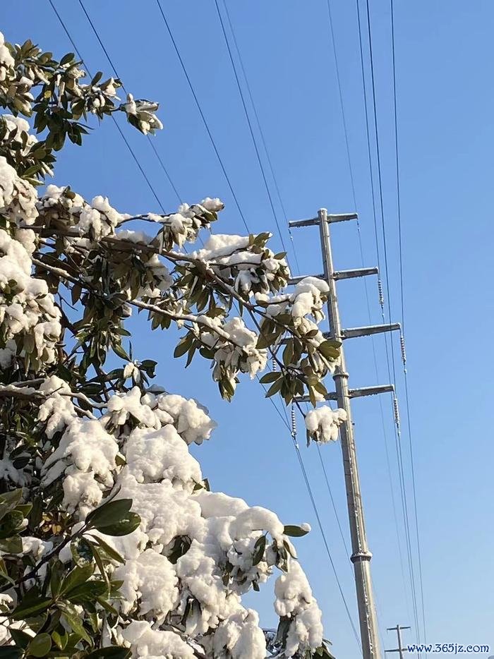 1月25日,太空转晴,未栀拍的树上的积雪。